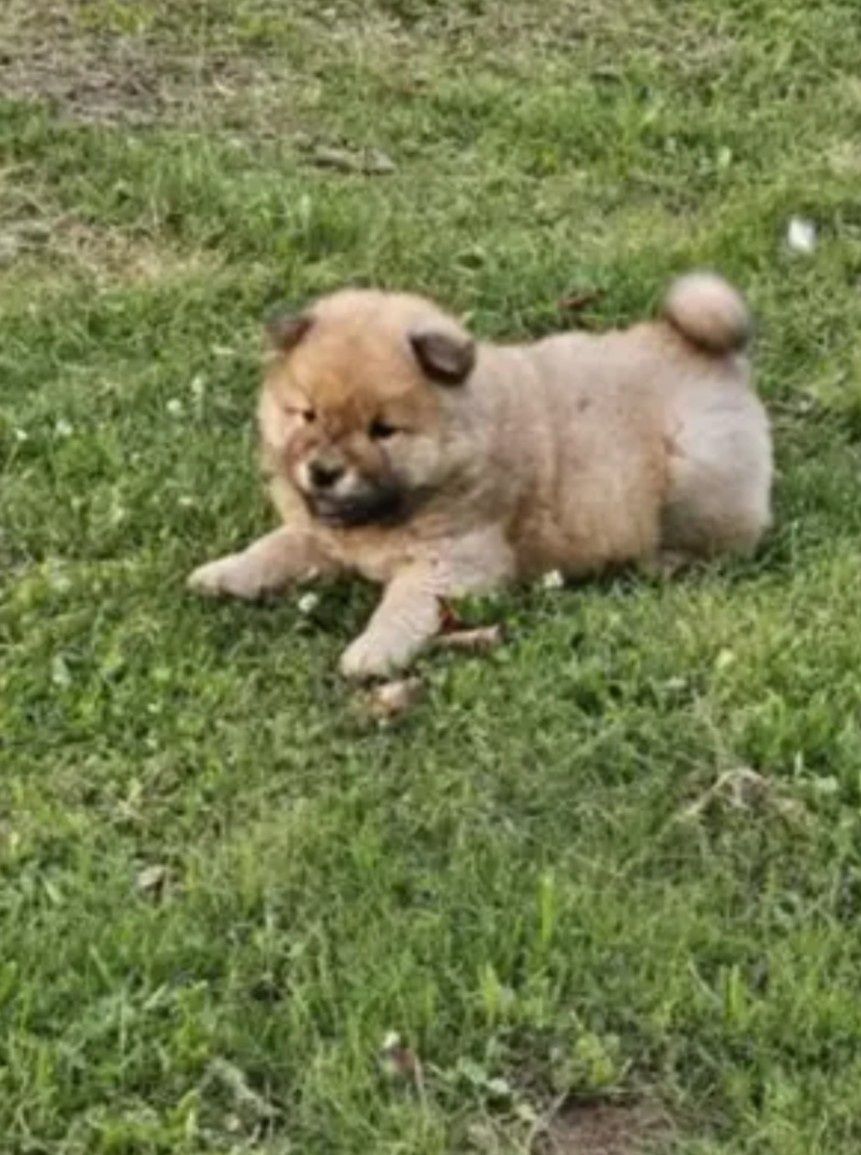 Chow Chow pui cu pedigree