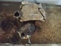 Broasca țestoasă