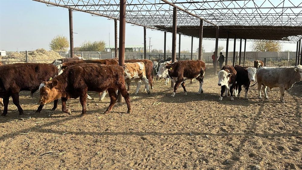 Россиядан обкелинганган хуккизлар 60та