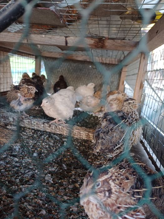 Prepelite japoneze/polare