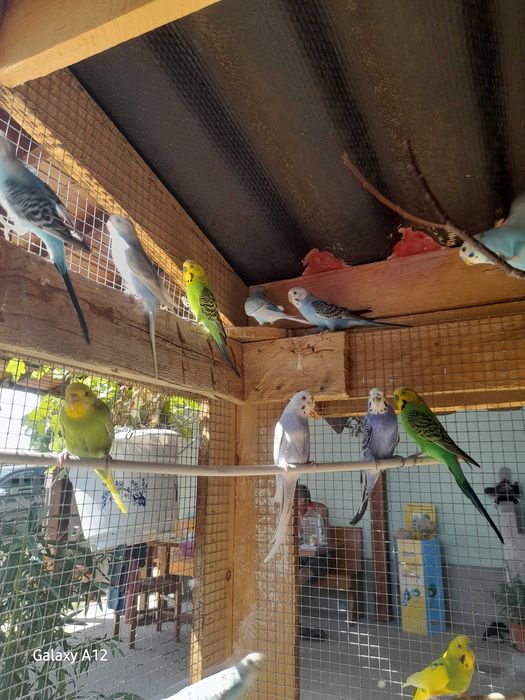 10 peruși masculi tineri – doar la grămadă