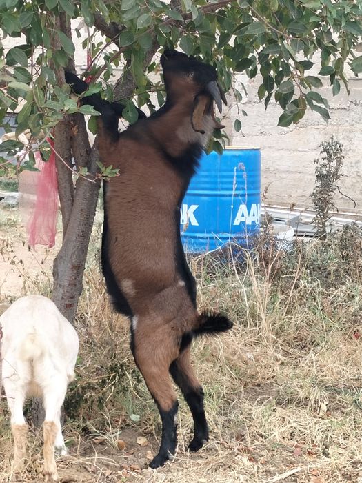 Ешкі қашырту,таза англо нуб парода