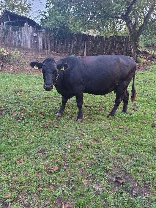 Vacă metis Angus, gestantă -al 4-lea vițel, Hunedoara