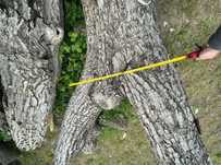 Lemn bustean trunchi de Nuc si Cires diametru 100cm 75 cm Cherestea