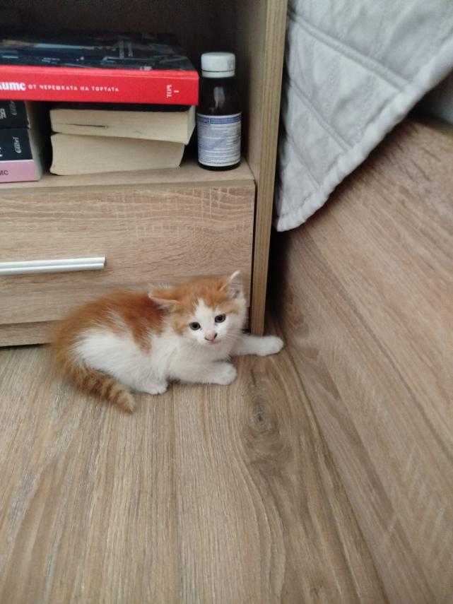 Подарям женско  котенце.