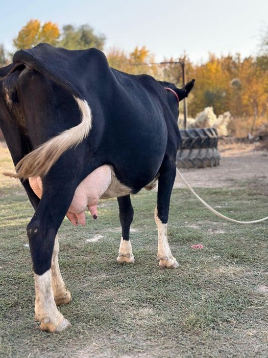 Сүтті пародный жуас желіні жұмсақ сүті қою  сүті  13-15л.