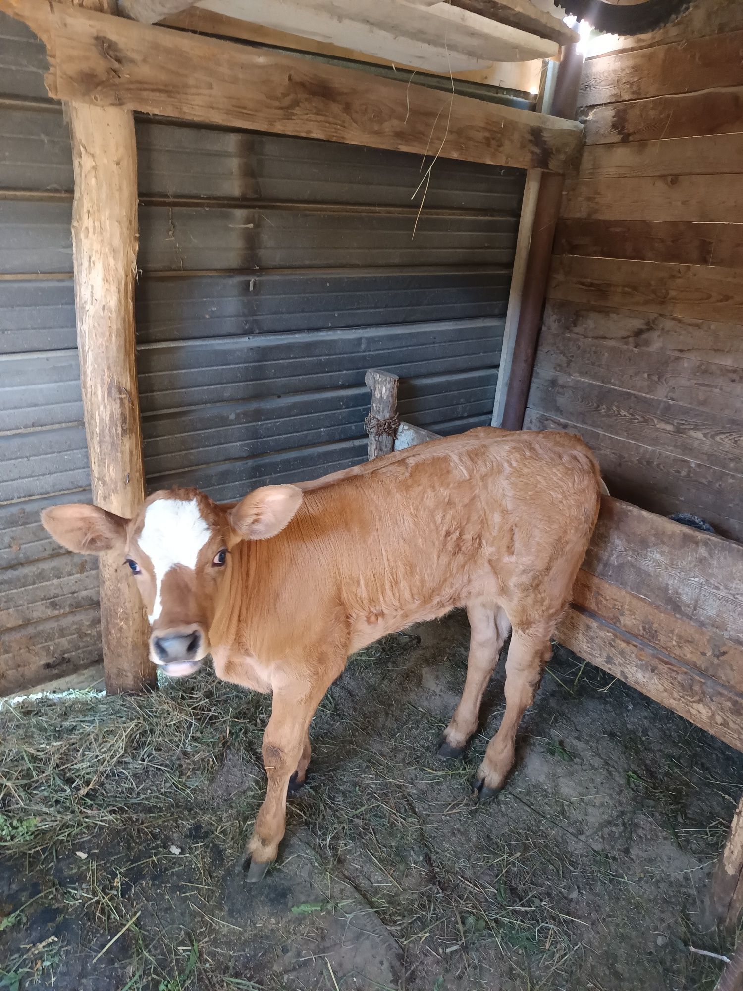 Vând Vițea bălțată Românească,1 lună