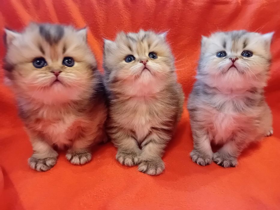 British Longhair cu Pedigree