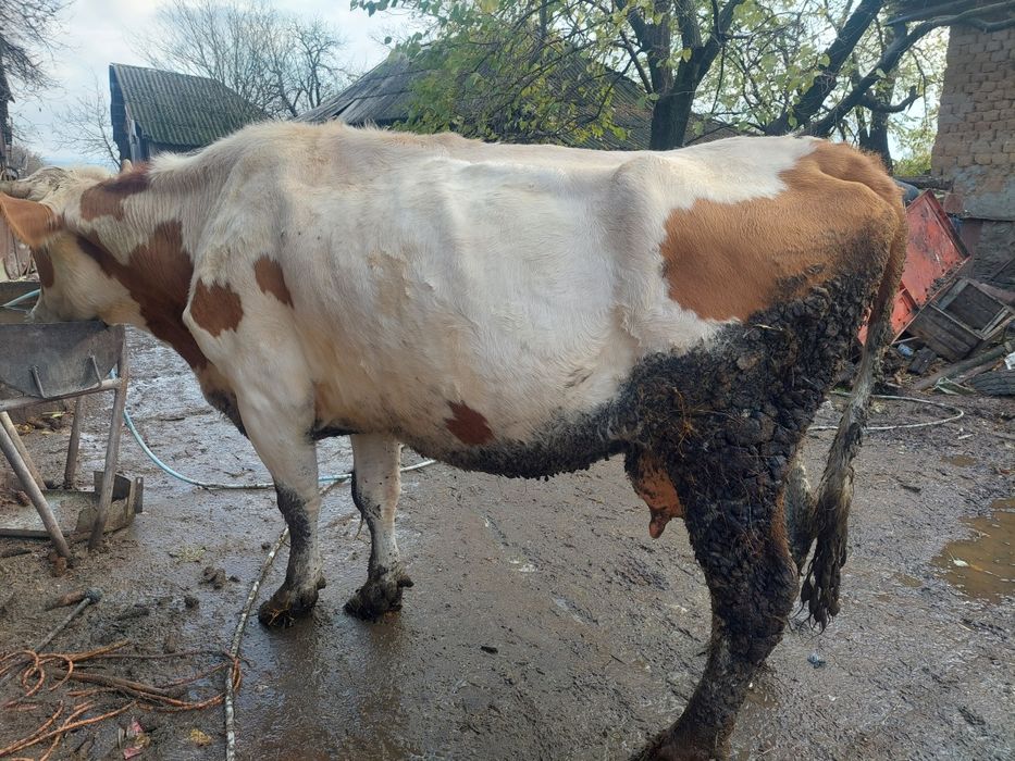 Vacā gestantă de  vânzare are 6 ani