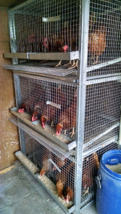 Оборудвани клетки за пъдпъдъци и кокошки