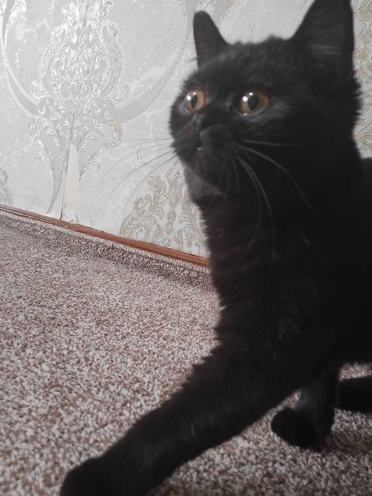 aqilli qora mushuk