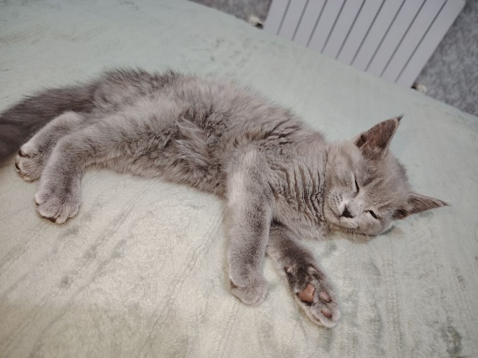Кошка очень умная ласкавая красивая