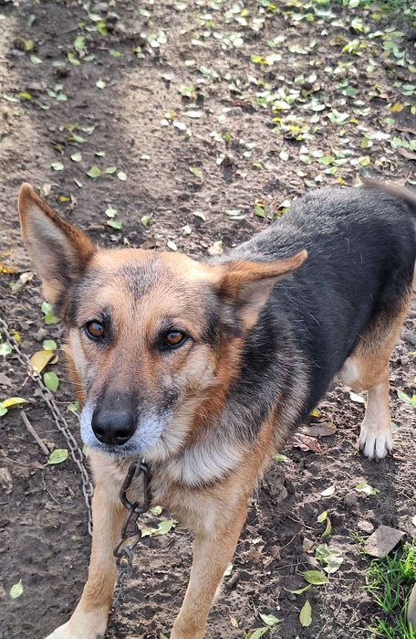 Кученца от Немска овчарка