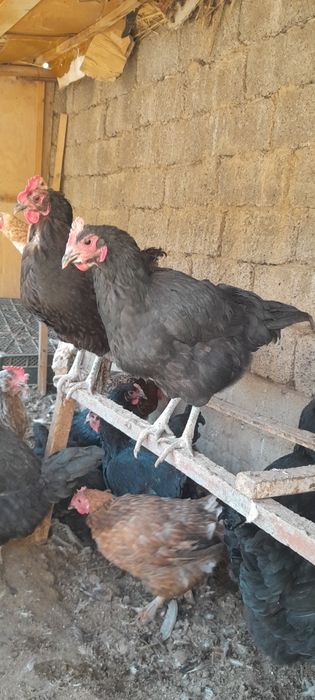 Tovuq xorozla sotiladi Damashniy