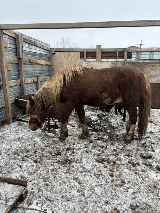 Айғыр 9лет ездовой