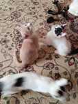 Отдам котят в хорошие руки