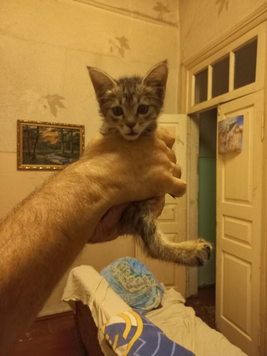 Отдам котят в хорошие руки