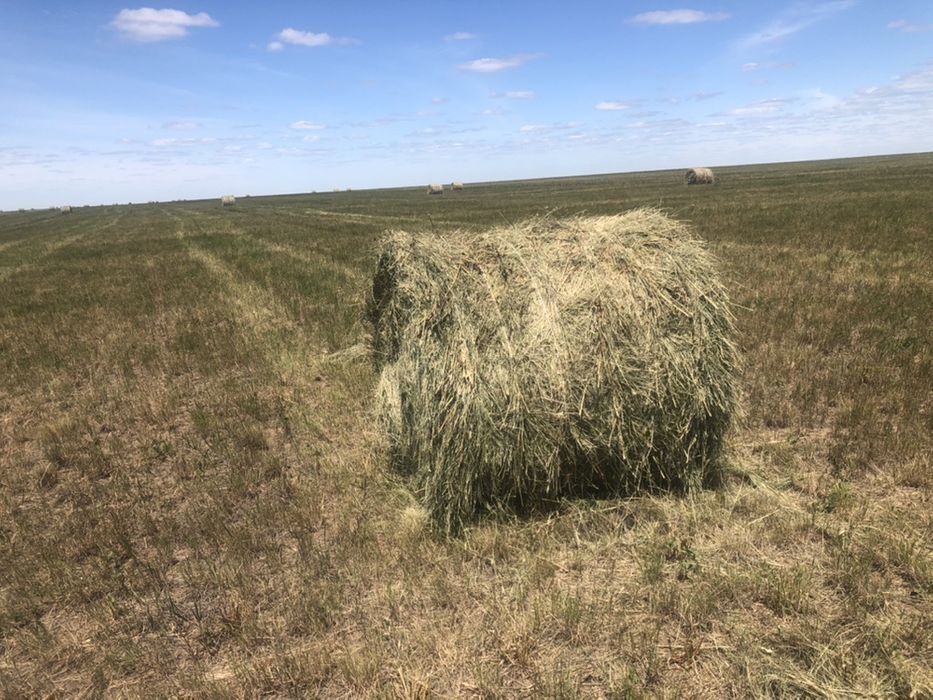 Продам сено рулонные сухой разнотравье