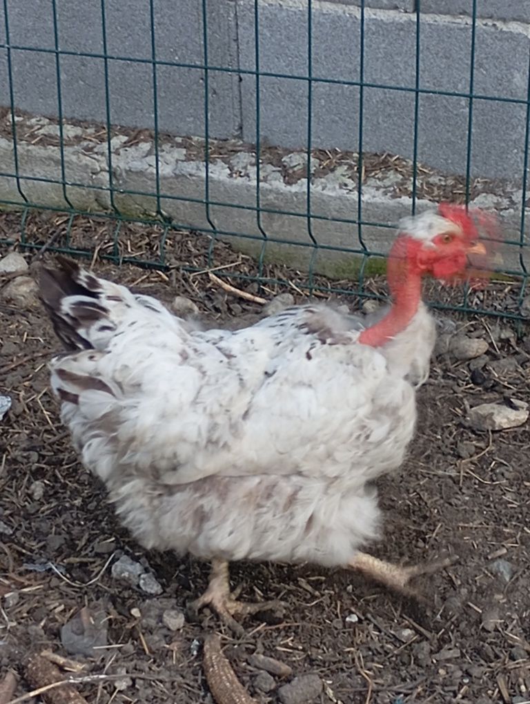 Găini și cocoși de vânzare!