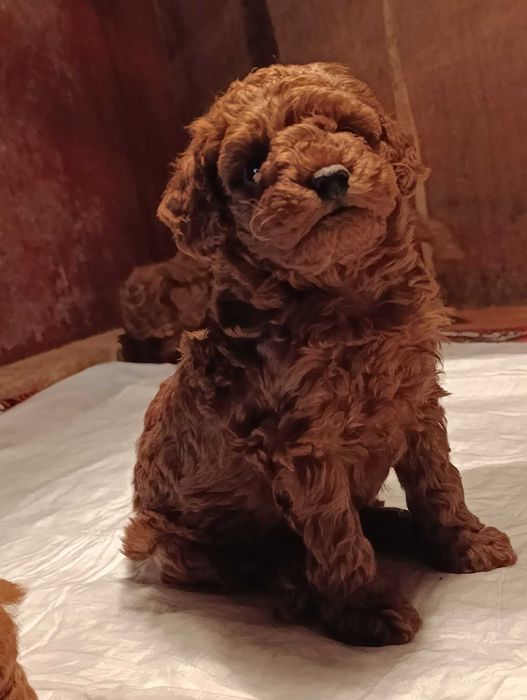 Той пудел (teacup)