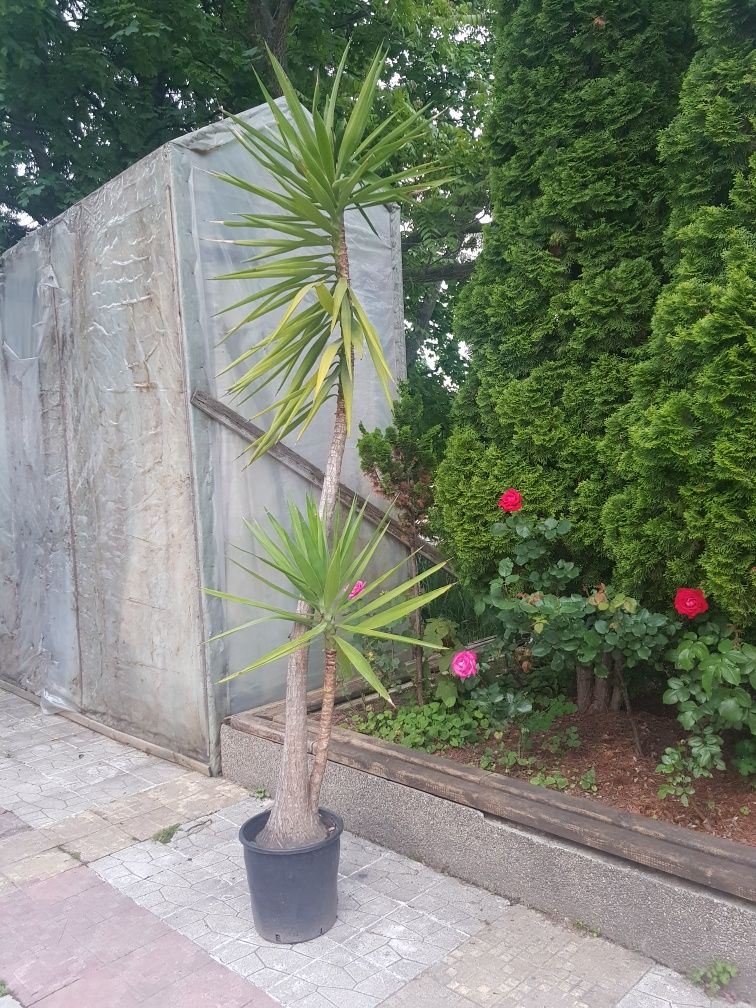 Продавам палма Юка / Yucca, 25 годишна, 3 м. височина