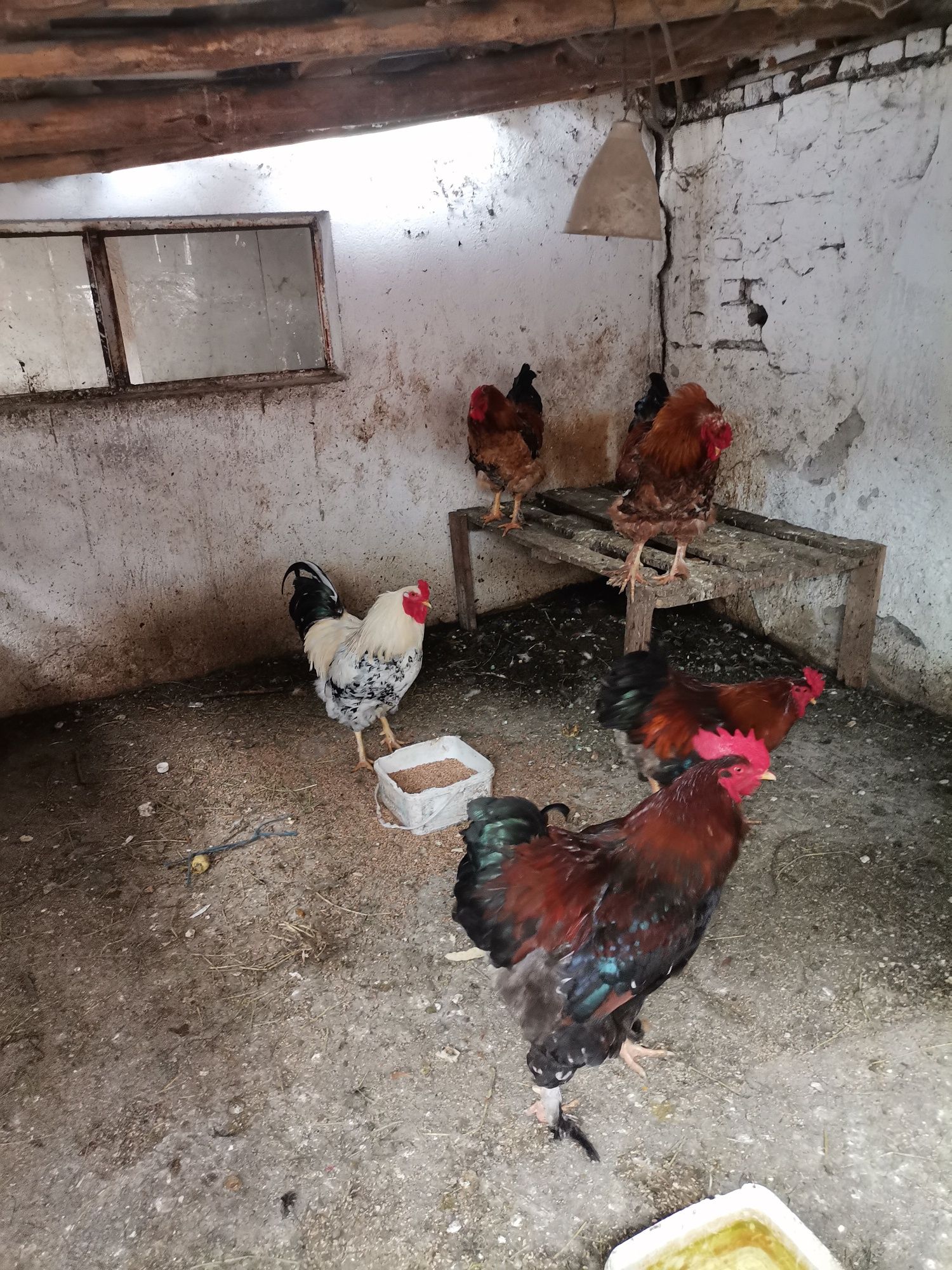Продаване на петли