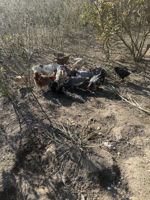 Masculi bibilica (cata )