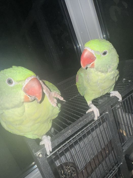 Papagali Marele Alexandru Preche