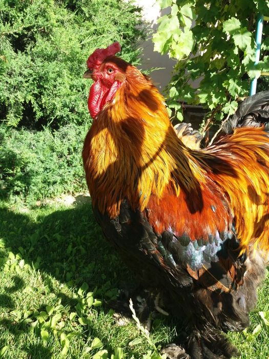 Жужалар сотувда расмдаги товукларни жужалари