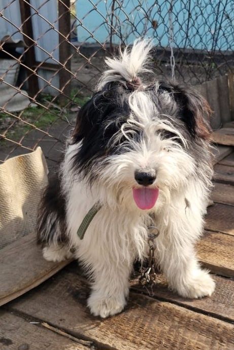 Отдам собачку в добрые руки