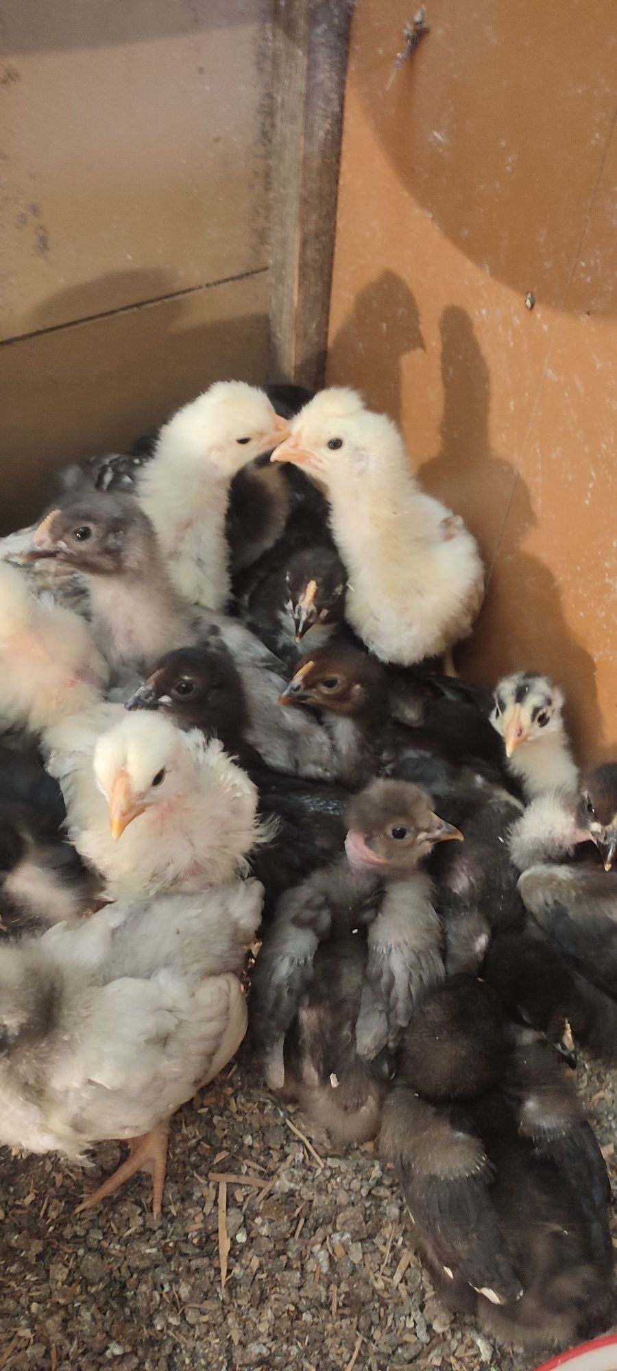 Pui de găină de țară cu imunitate crescuta