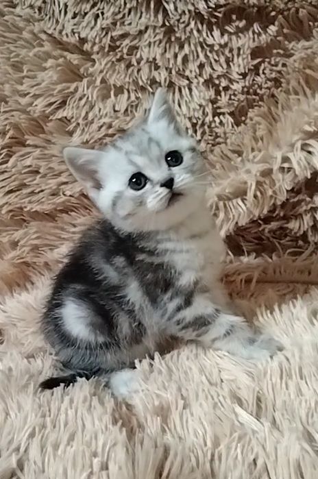 Девочка. Скоттиш страйт.