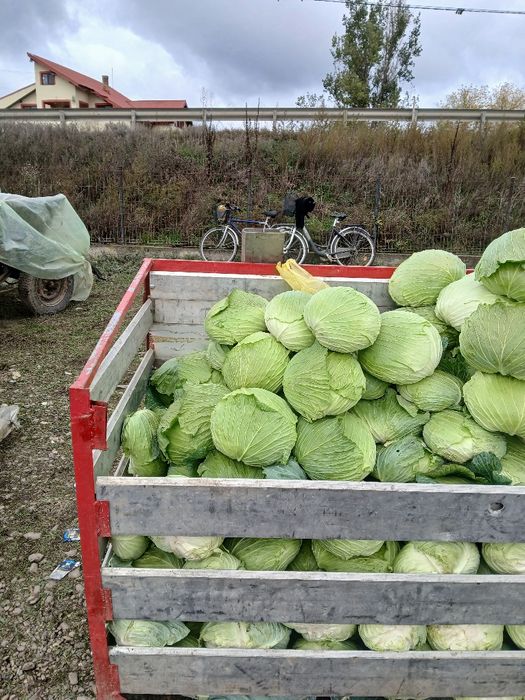 Varză pentru sarmale