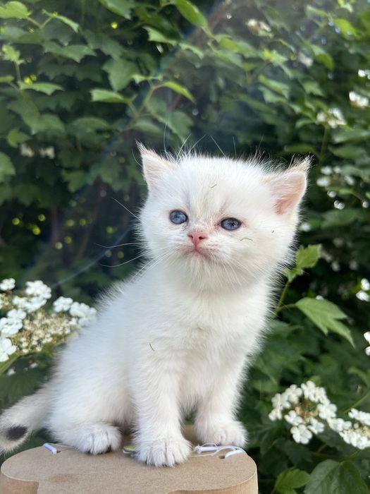 Котята британская золотая шиншилла