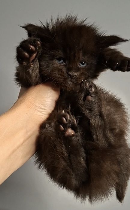 Мейн-кун из питомника