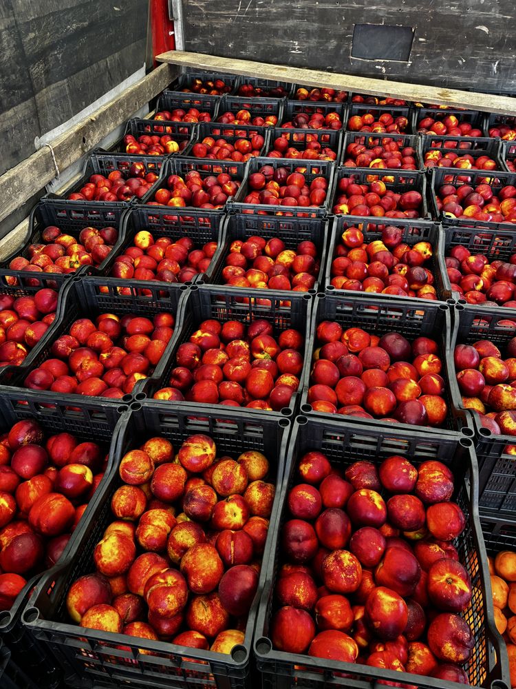 Vand nectarine pentru tuica
