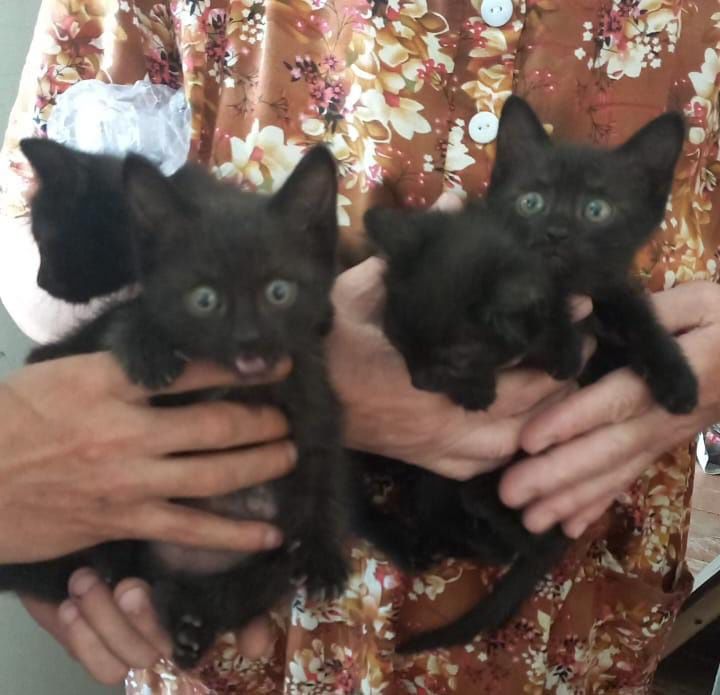 В добрые руки котята игривые 3мальчика,1девочка