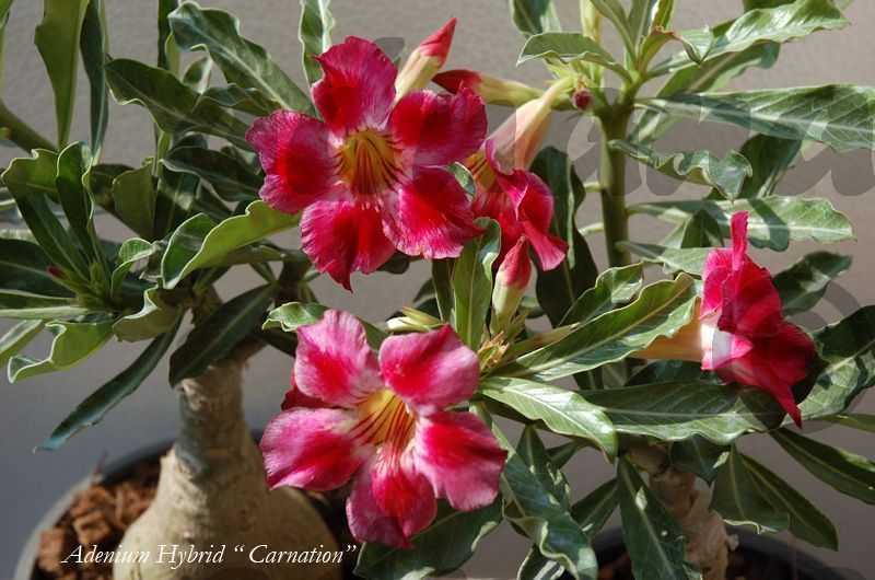 Plic 20 seminte Adenium obesum