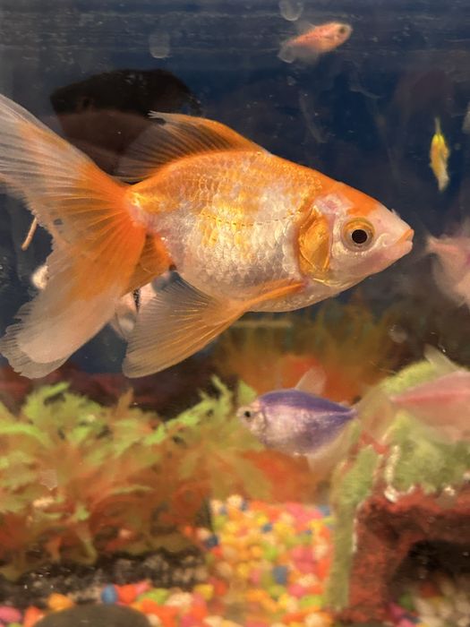 Продам аквариумную рыбку