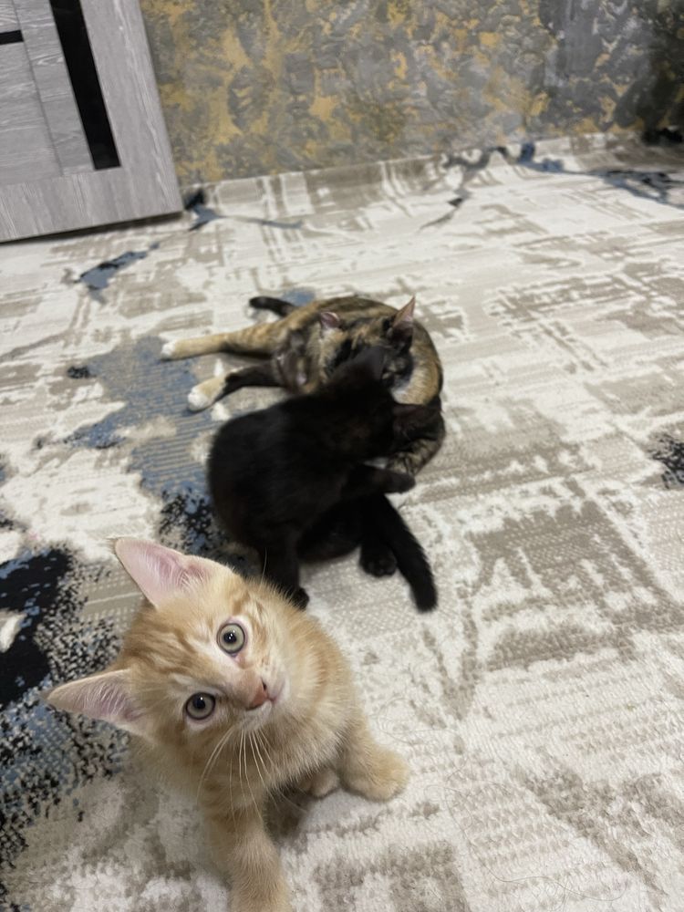Котята домашние