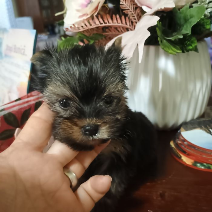 Cățeluși Yorkshire Terrier Mini Toy