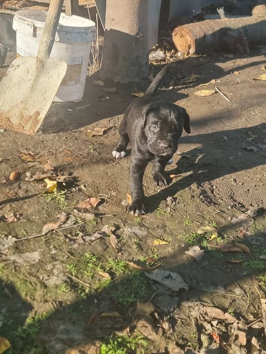 Продават се кученца кане корсо