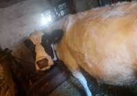 Продам молочную корову с телёнка