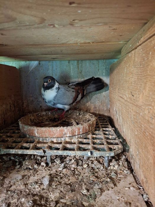 Porumbei jucatori galateni