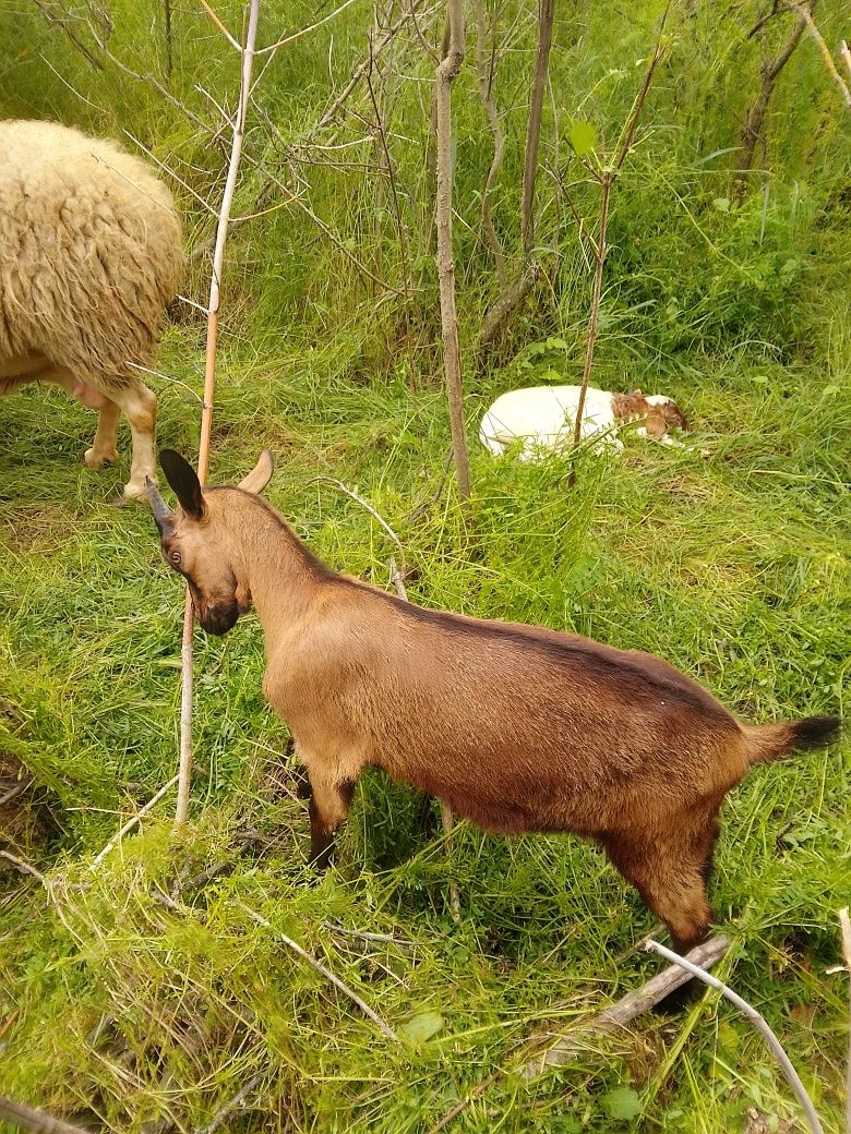 Iezi alpină franceza