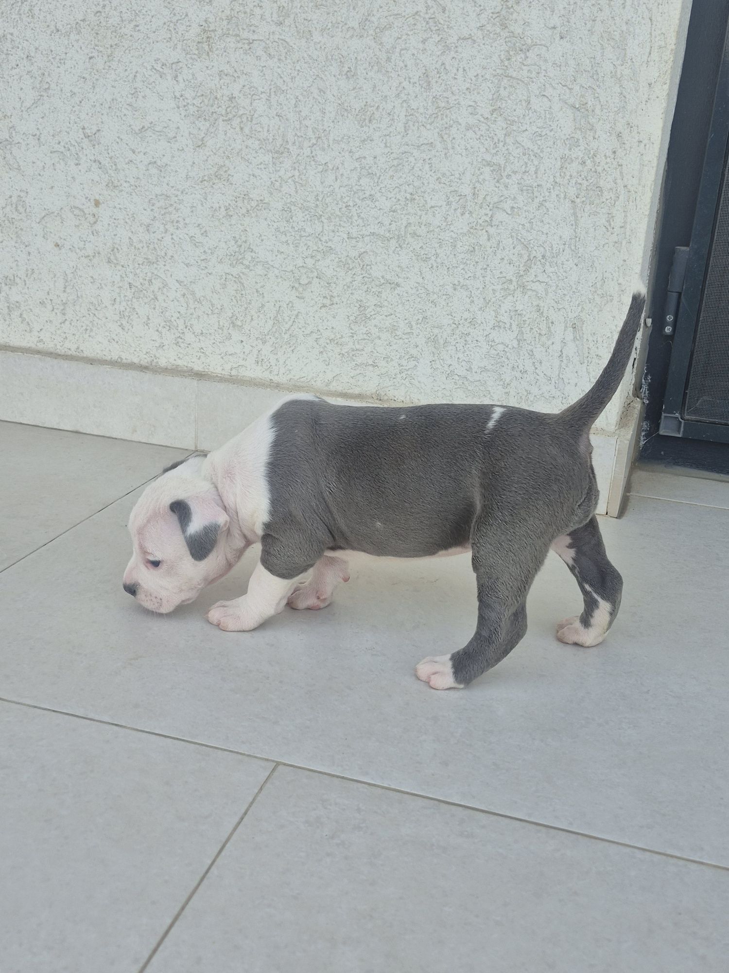 American Bully XL