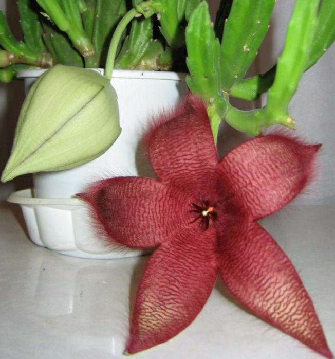 Стапелия растений, Stapelia guli