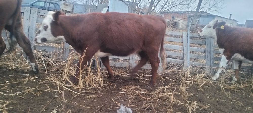 Құнажын баспақ Қашар сатамын!