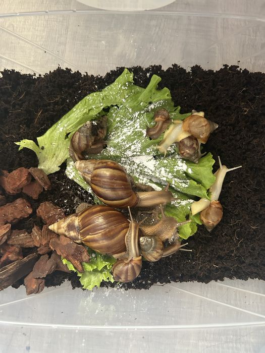 Улитки ахатины, Большие/маленькие