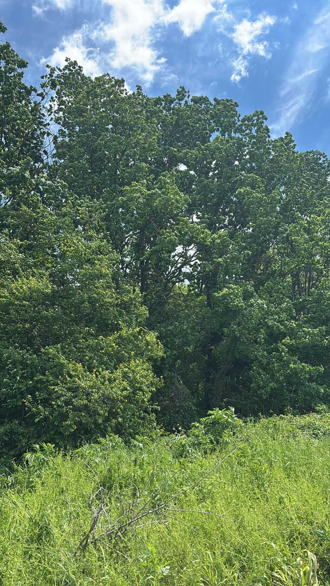 Teren intravilan in Corbeanca (Tamasi) -  langa lac si padure